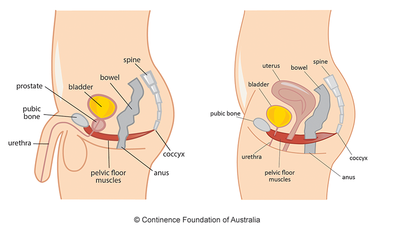 What is the Pelvic Floor?